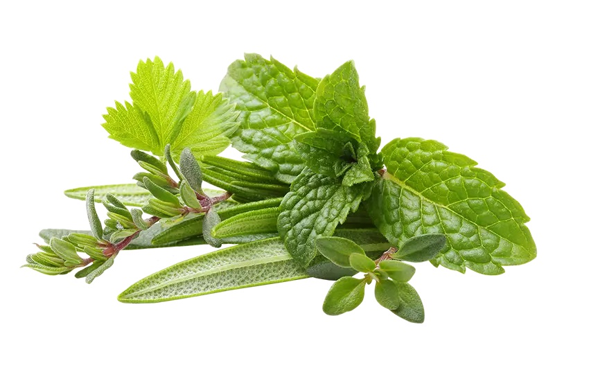 Какие травы снижают уровень тестостерона? | Evalina